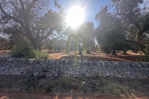 Terra a Carovigno, Brindisi, Carovigno - € 29.000 | Ref: Terreno Empire - foto 8
